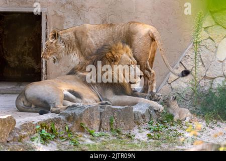 Ein Paar südafrikanischer Löwen, Panthera leo, ruht mit ihrem Baby auf den Felsen Stockfoto