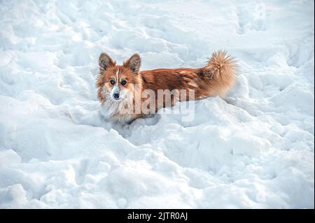 der welsh Corgi pembroke spielt an einem kalten Wintertag im weißen Schnee Stockfoto