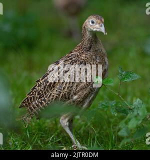 Junger Bauer poult Stockfoto