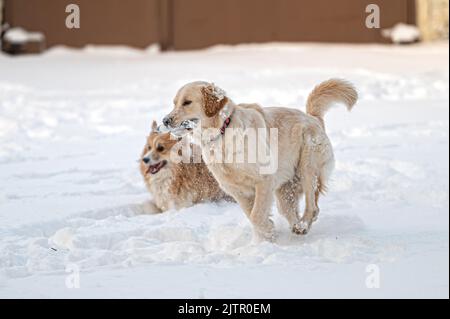 golden Retriever und welsh Corgi spielen an einem kalten Wintertag im weißen Schnee Stockfoto