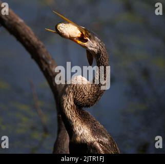 Darter mit Fisch. Keoladeo-Nationalpark, Indien Stockfoto