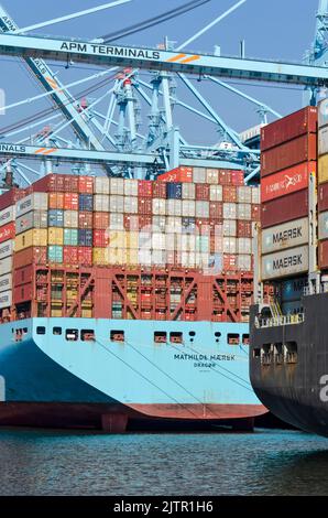 Rotterdam, Niederlande, 23. August 2022: Zwei große Schiffe mit Containern, die am Terminal im Hafen von Princess amalia vertäut sind Stockfoto