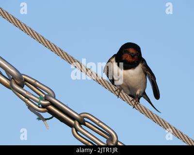 Eine männliche Schwalbe, Hirundo rustica, sitzt auf einem Edelstahldraht Stockfoto