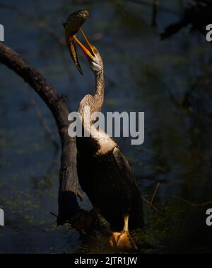 Darter mit Fisch. Keoladeo-Nationalpark, Indien Stockfoto