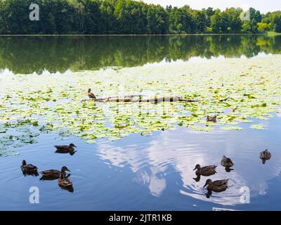 Mehrere Enten schwimmen im See im Wald am sonnigen Sommertag bei Raifa Bogoroditski Kloster, Russland Stockfoto