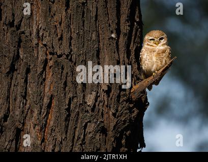 Gefleckte Eule auf Baum. Keoladeo-Nationalpark, Indien Stockfoto