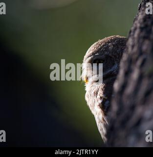 Gefleckte Eule auf Baum. Keoladeo-Nationalpark, Indien Stockfoto