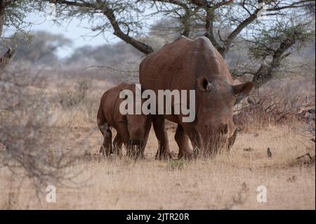 White Rhinoceros (,Ceratotherium simum ) Mokala Nationalpark, Südafrika Stockfoto