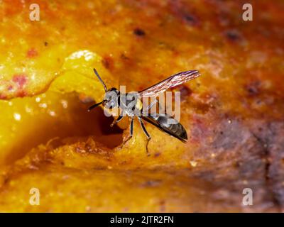 Wespe Polybia paulista beim Essen von Mango. Stockfoto