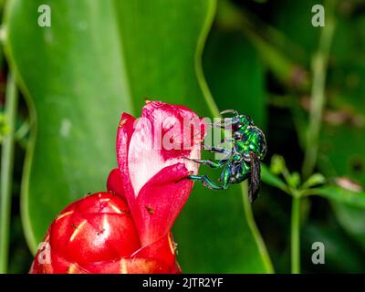 Bunte Orchideenbiene oder Exaerete auf einer roten tropischen Blume. Erstaunliche brasilianische Fauna. Euglossini Stockfoto