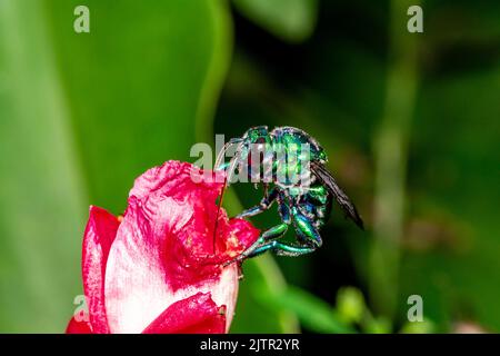 Bunte Orchideenbiene oder Exaerete auf einer roten tropischen Blume. Erstaunliche brasilianische Fauna. Euglossini Stockfoto