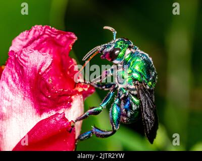 Bunte Orchideenbiene oder Exaerete auf einer roten tropischen Blume. Erstaunliche brasilianische Fauna. Euglossini Stockfoto