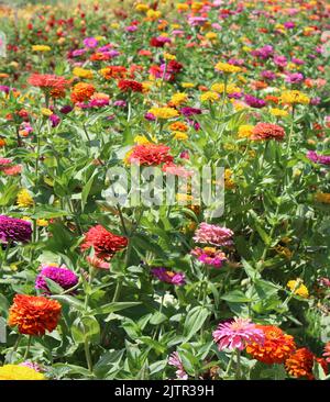 Ein Feld mit bunten Zinnia-Blumen Stockfoto