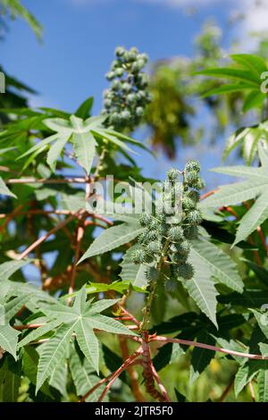 Ricinus communis, die Rizinusbohne oder Rizinusöl-Pflanze, ist eine mehrjährige Blütenpflanze aus der Familie der Sperlingsgewächse, der Phorbiaceae. Stockfoto