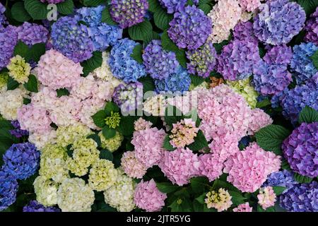 Bunte Hortensien Blumen Stockfoto