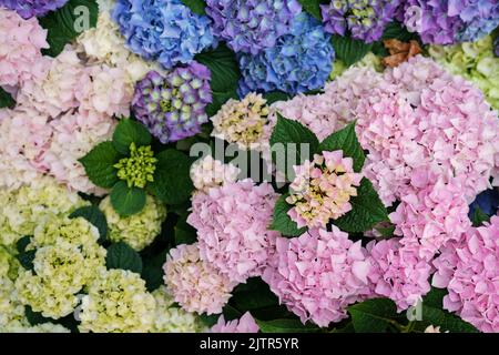 Bunte Hortensien Blumen Stockfoto