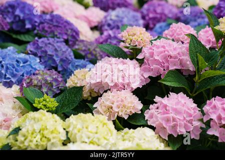 Bunte Hortensien Blumen Stockfoto