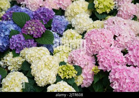 Bunte Hortensien Blumen Stockfoto