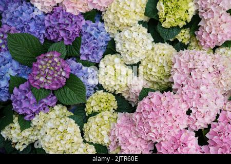 Bunte Hortensien Blumen Stockfoto