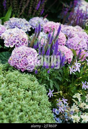 Bunte Hortensien Blumen Stockfoto