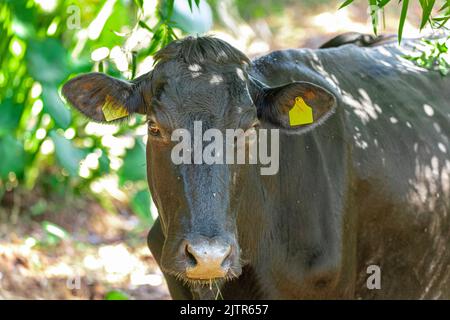 Nahaufnahme eines schönen schwarzen Ochsen. Stockfoto