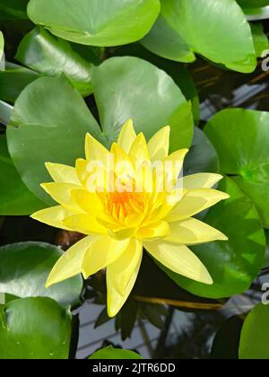 Vertikale Nahaufnahme auf einer gelben Seerosenblüte, Nymphea auf dem Wasser mit grünen Blättern Stockfoto