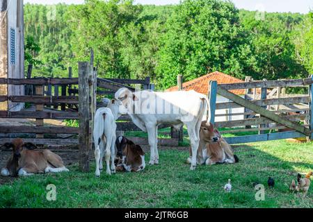 Nellore Rinder (Bos taurus indicus) in der Farm gefangen.. Stockfoto