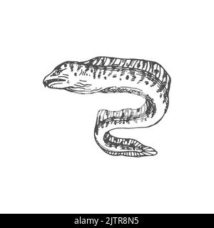 Aal-förmige Fische in Form von Fangzahn oder Tiger Moray, isoliert monochromes Skizzensymbol. Vector Enchelycore anatina, Meer elektrischer Aal mit Zahn, marine Unterwasser Tier. Tiefsee und Meer Unterwasser muraenidae Stock Vektor
