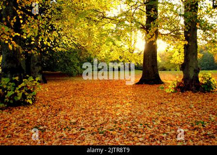 Bäume mit gelben und orangen Blättern und Blättern auf dem Boden im Herbst und Sonne scheint durch die Zweige Stockfoto