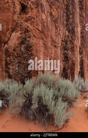 Mojave Ephedra (Ephedra fasiculata) wächst an der Basis einer roten Felsklippe, die mit Wüstenlack gefärbt ist, Corona Arch Trail, San Juan County, Utah Stockfoto