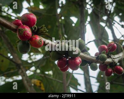 Nahaufnahme von Kaffeebohnen auf dem Baum Stockfoto