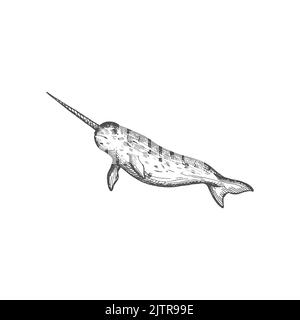 Narwal oder Narwal Unterwasser Meerestier, große Fische mit scharfer Nase. Vector Monodon monoceros aquatische Säugetiere, Wildtiere Kreatur. Mittelgroße, isolierte monochrome Skizze mit Zahnwal Stock Vektor