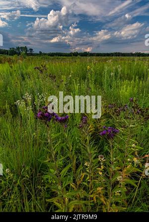 Tall Ironweed wächst auf der Prärie im Kankakee Sands Forest Preserve in will County, Illinois Stockfoto