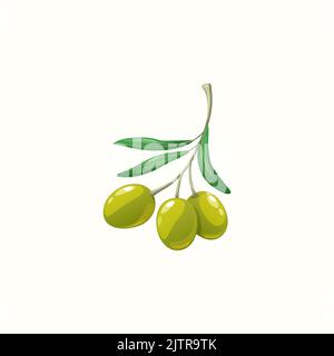 Olivbotanische organische reife Früchte auf Zweig mit isolierten Blättern. Vector reife grüne Olivenöle mediterrane Küche Lebensmittel, Ernährung Gemüse. Natives Olivenöl extra und Inhaltsstoffe von Naturkosmetik Stock Vektor