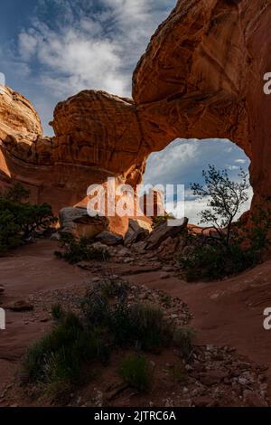 Vor der Eröffnung von Broken Arch, Arches National Park, Grand County, Utah, wächst ein Baum Stockfoto