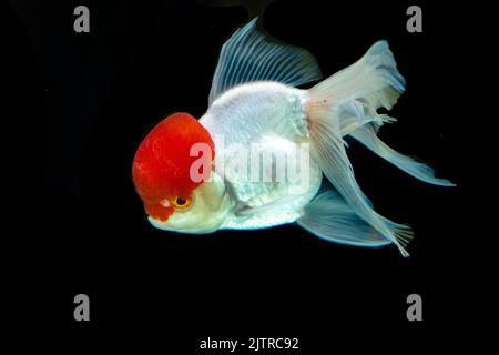 Schöne Fische schwimmen auf schwarzem Hintergrund. Stockfoto