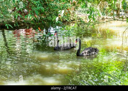 Schwarzer Schwan, der ruhig über das ruhige Wasser des Sees schwimmt. Stockfoto