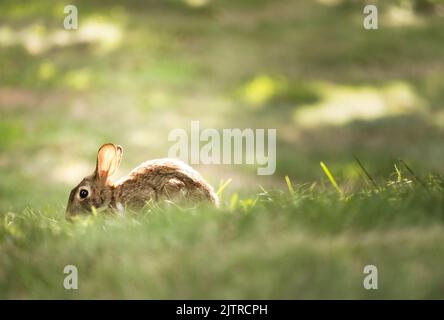 Junger Ostkaninchen, Silvilagus floridanus, der im Gras auf Nahrungssuche ist und überall im Frühling, Sommer oder Herbst Sonnenanbeter hat Stockfoto