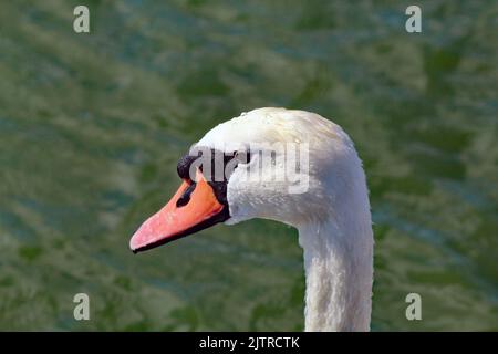 Ein wunderschönes Porträt und Nahaufnahme eines stummen weißen Schwans. Große Details sind um den Kopf und den Schnabel der Vögel zu sehen. Stockfoto