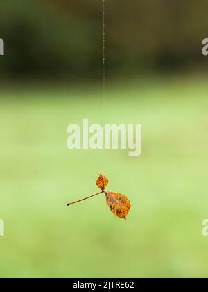 Trockenes Blatt, das in der Luft am Faden einer Spinne hängt, wolkiger Herbsttag Stockfoto