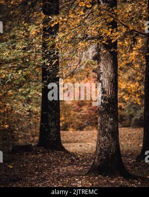 Eine vertikale Aufnahme von Bäumen im Herbstwald. Stockfoto
