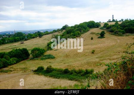 Stokes Park, Bristol, Großbritannien. 1. September 2022. Die Umweltbehörde erklärt, dass sich die Region Wessex derzeit in einer Dürre befindet. Das Gebiet, das Bristol, Somerset, Dorset, South Glos und Teile von Wiltshire umfasst, hat in den letzten Monaten wenig Regen erhalten. Abgebildet ist der Stoke Park auf dem Weg nach Bristol. Das Gras ist ausgetrockelt und das Ufer unter dem Dower House erlitt die Auswirkungen eines Feuers. Kredit: JMF Nachrichten/Alamy Live Nachrichten Stockfoto