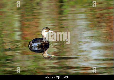 EIN KLEINER GREBE SCHWIMMT AUF DEM WASSERGRABEN VON HILSEA, DIE FARBEN DES HERBSTES SPIEGELN SICH IM WASSER WIDER. IN HILSEA, PORTSMOUTH. PIC MIKE WALKER,2012 MIKE WALKER BILDER Stockfoto