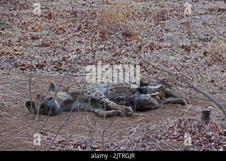 Gefleckte Hyena (Crocuta crocuta), die ihre Jungen im Krüger National Park stillt. Südafrika Stockfoto