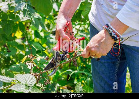 Eine Bäuerin schneidet trockene Äste mit einem Metallscheren vor dem Hintergrund der grünen Blätter von Himbeerbüschen. Stockfoto