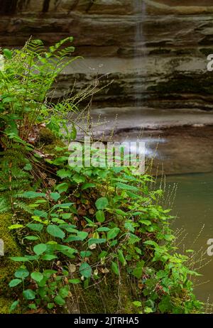 Miterwort steht kurz vor der Blüte mit den Wasserfällen des Ottawa Canyons im Hintergrund, dem Ottawa Canyon, dem Hungered Rock State Park, LaSalle County, Illinois Stockfoto