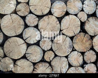 Gefällte Baumstämme, Stapel von Holzstümpfen. Geschnittenes Brennholz. Geometrischer Hintergrund: Natürliche Holzstruktur. Stockfoto