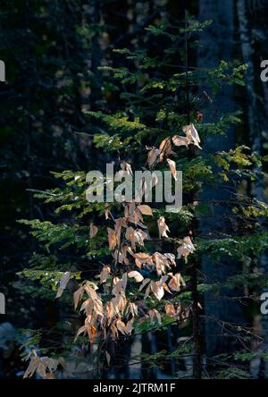 Im Wald, Ellison Bluff County Park, Door County, Wisconsin, werden selektiv ein Hemlock und ein Buchenschaufel angezündet Stockfoto