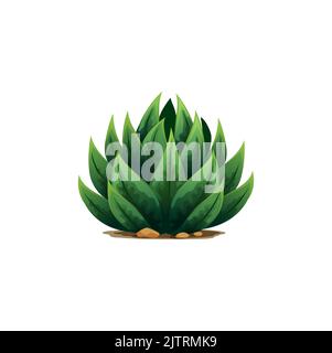 Weberi, Maguey liso, Aloe Vera botanische Pflanze mit Stacheln, exotische Blume Tequila Getränk Zutat wächst in Sand und Felsen. Vector weber Agave Pflanze Stock Vektor