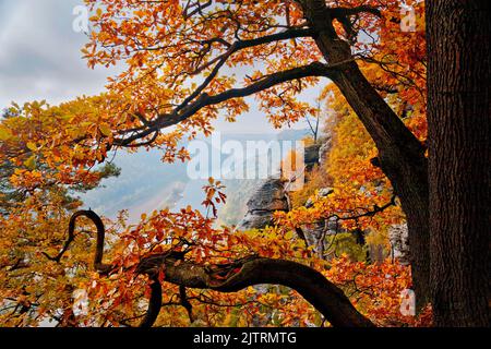 Bastei, Sächsische Schweiz Nationalpark im Herbst, Sachsen, Deutschland Stockfoto